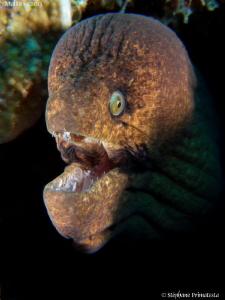 Moray. by Stéphane Primatesta 